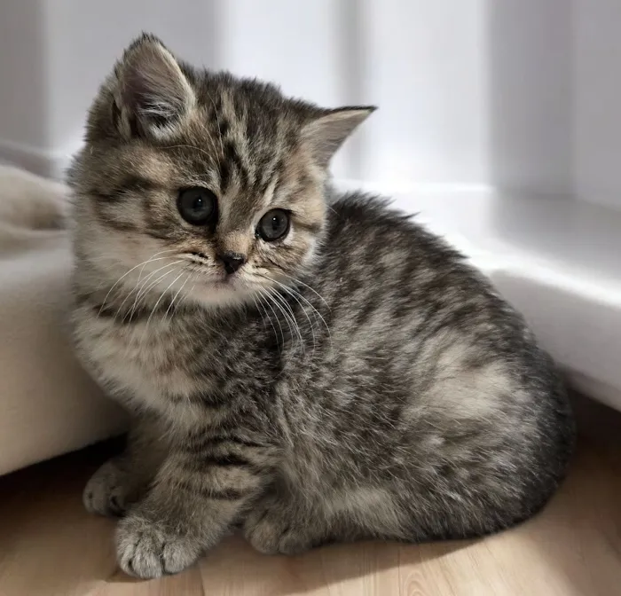 Britland Cattery Picture 6