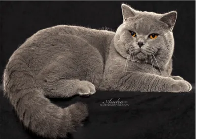 Britland Cattery Picture 2