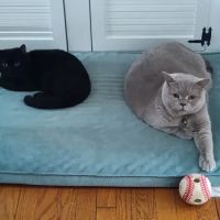 Britland Cattery ico