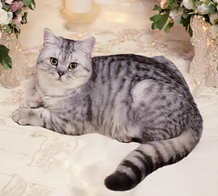 Britland Cattery Picture 9