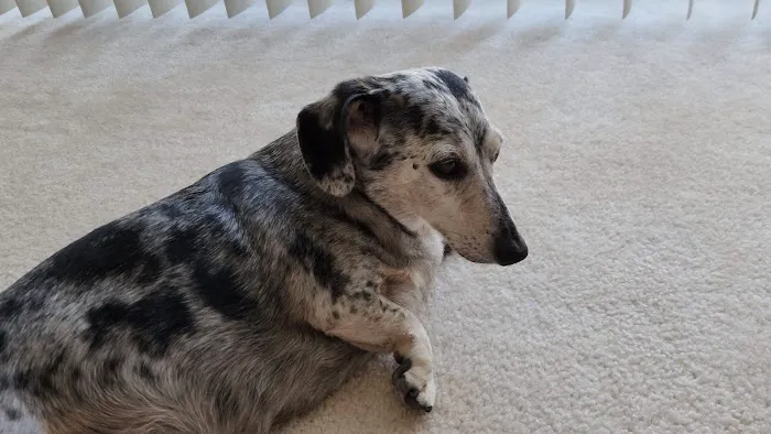 Tlc For Pets Picture 1