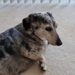 Tlc For Pets