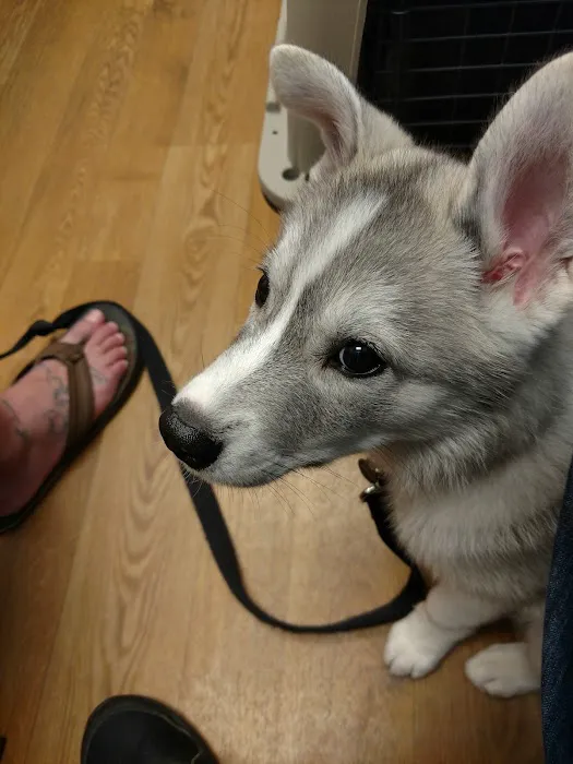 Tlc For Pets Picture 4