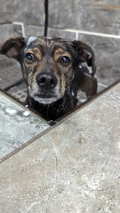 Pet Supermarket Picture 6
