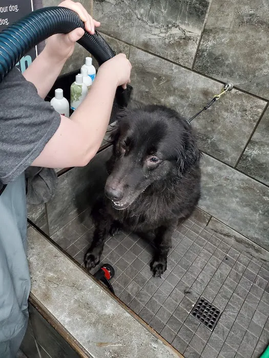 Pet Supermarket Picture 5