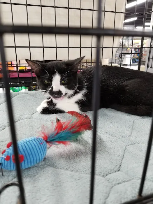 Pet Supermarket Picture 9