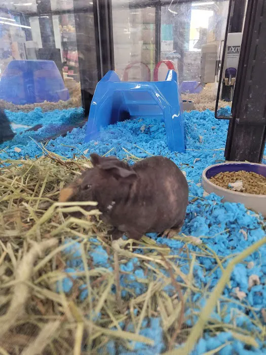 Pet Supermarket Picture 8