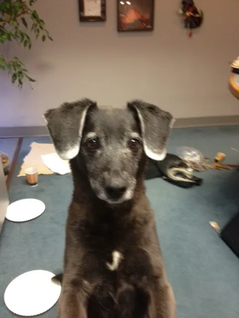 Route 140 Veterinary Hospital, Inc. Picture 1