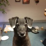 Route 140 Veterinary Hospital, Inc.