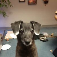 Route 140 Veterinary Hospital, Inc. ico