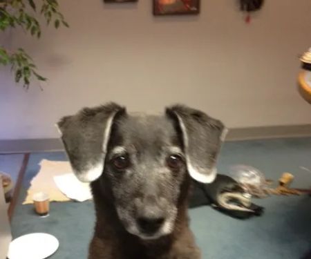 Route 140 Veterinary Hospital, Inc.