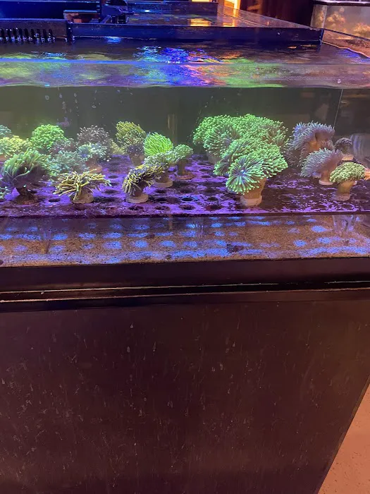Reef Gurus Picture 6