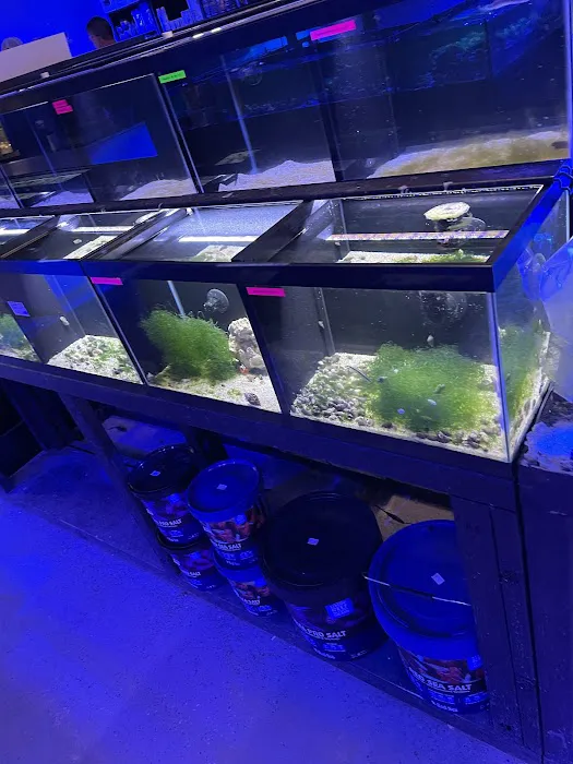 Reef Gurus Picture 4