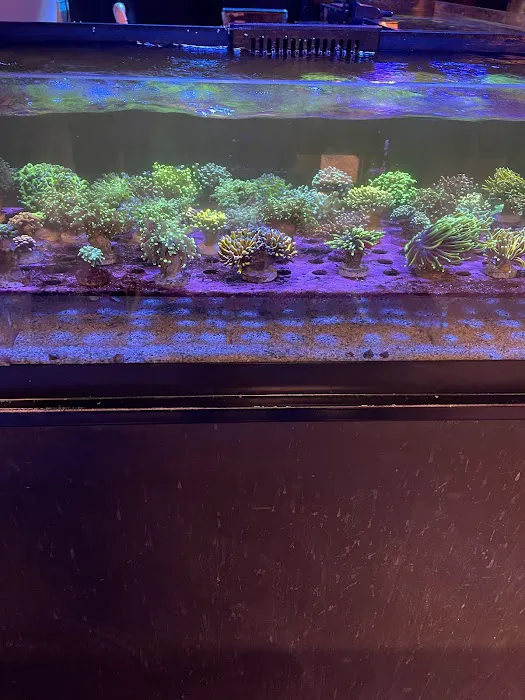 Reef Gurus Picture 2