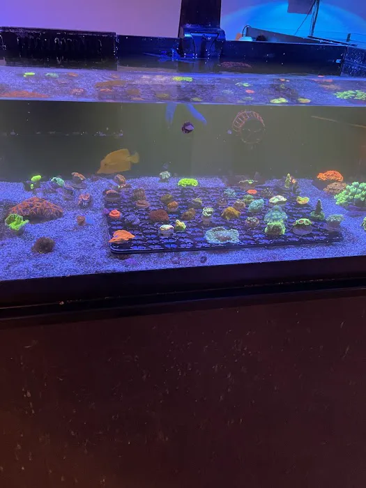 Reef Gurus Picture 5