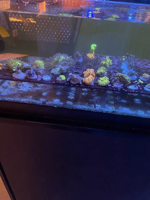Reef Gurus Picture 3
