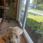 Route 140 Veterinary Hospital Inc: Flick Farle W DVM