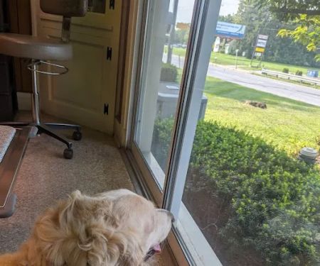 Route 140 Veterinary Hospital Inc: Flick Farle W DVM