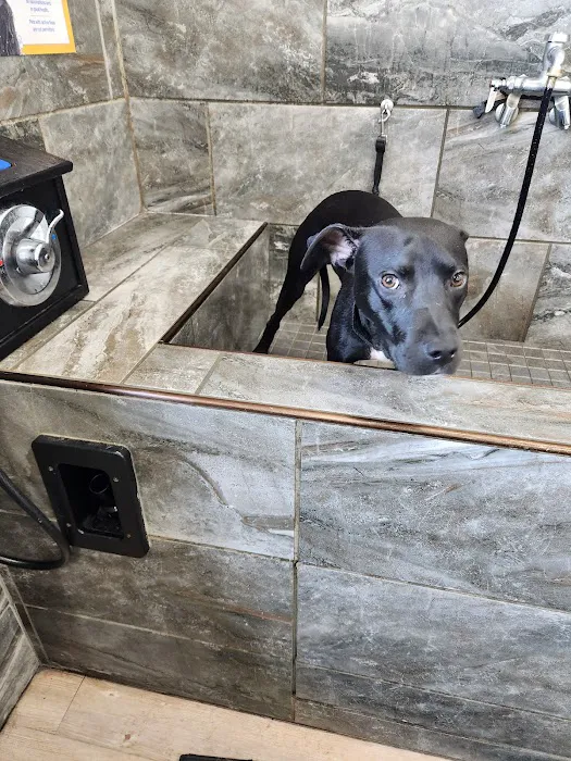 Pet Supermarket Picture 9