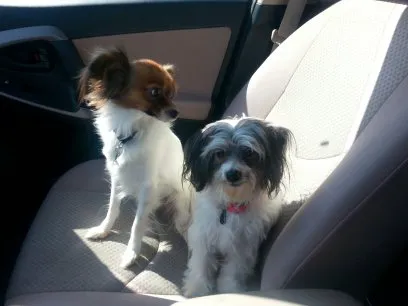 Rolling Hills Animal Hospital Picture 1
