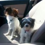 Rolling Hills Animal Hospital