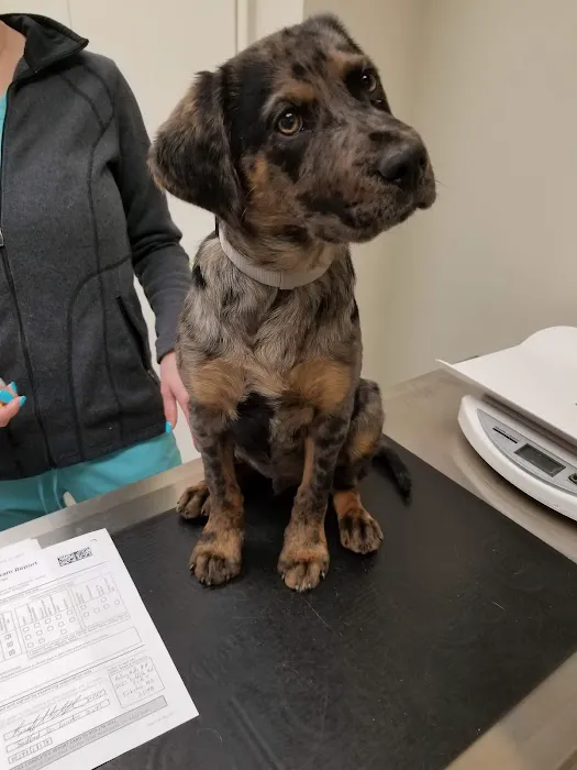 Rolling Hills Animal Hospital Picture 6