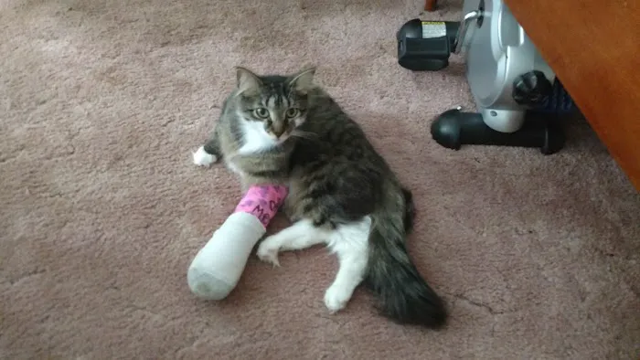 Rolling Hills Animal Hospital Picture 7