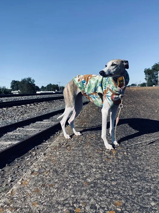 Le Dog Wear Picture 3