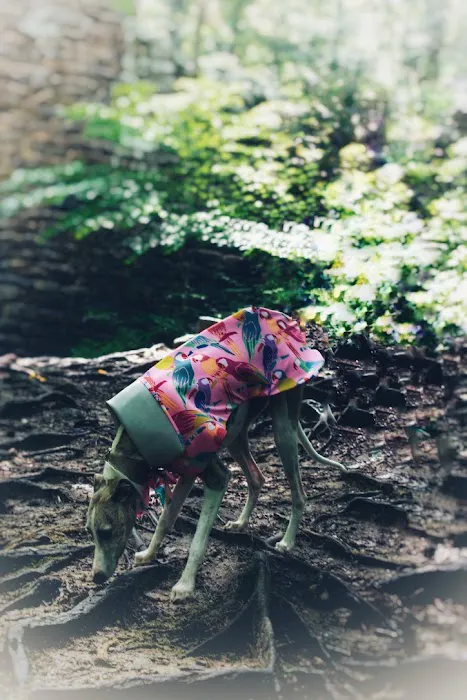 Le Dog Wear Picture 1