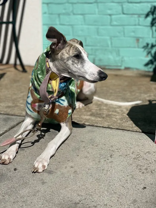 Le Dog Wear Picture 2