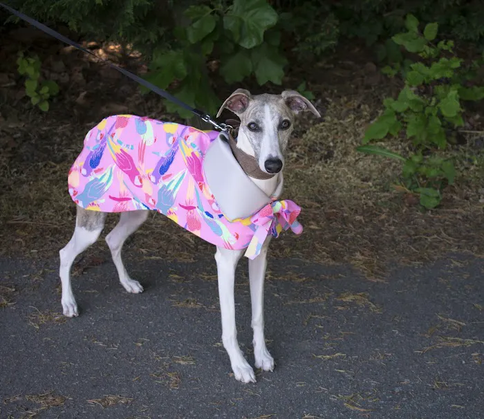 Le Dog Wear Picture 5