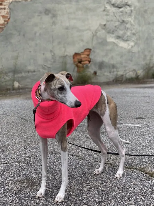 Le Dog Wear Picture 9
