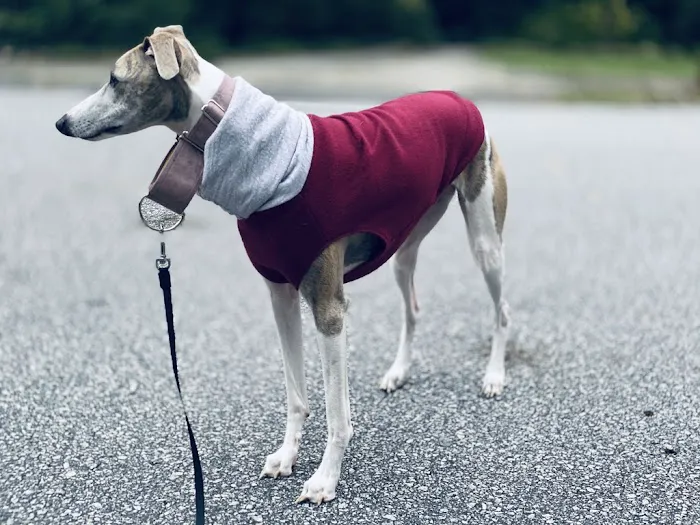 Le Dog Wear Picture 10