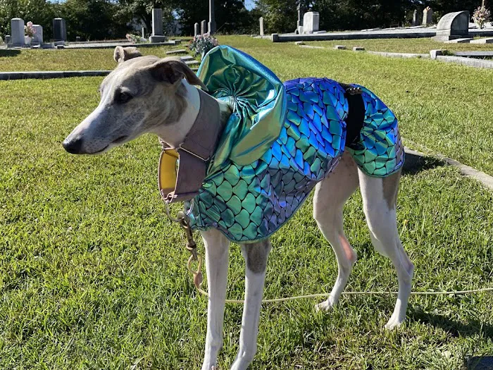 Le Dog Wear Picture 8
