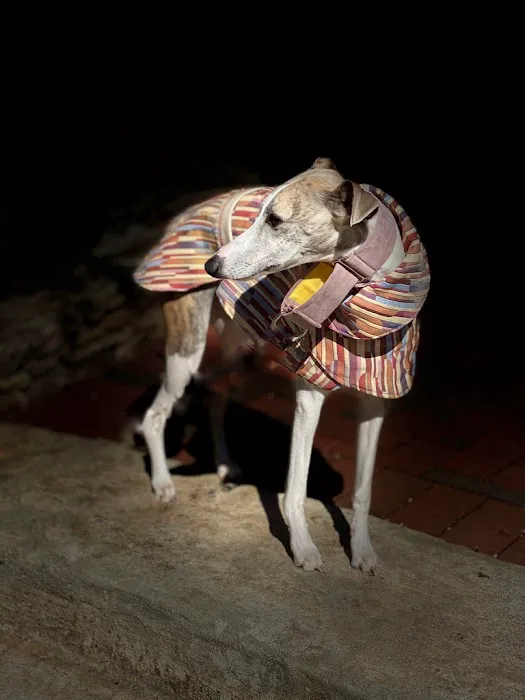 Le Dog Wear Picture 7