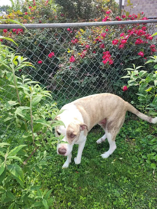 Finksburg Veterinary Center (Mobile/House calls) Picture 8