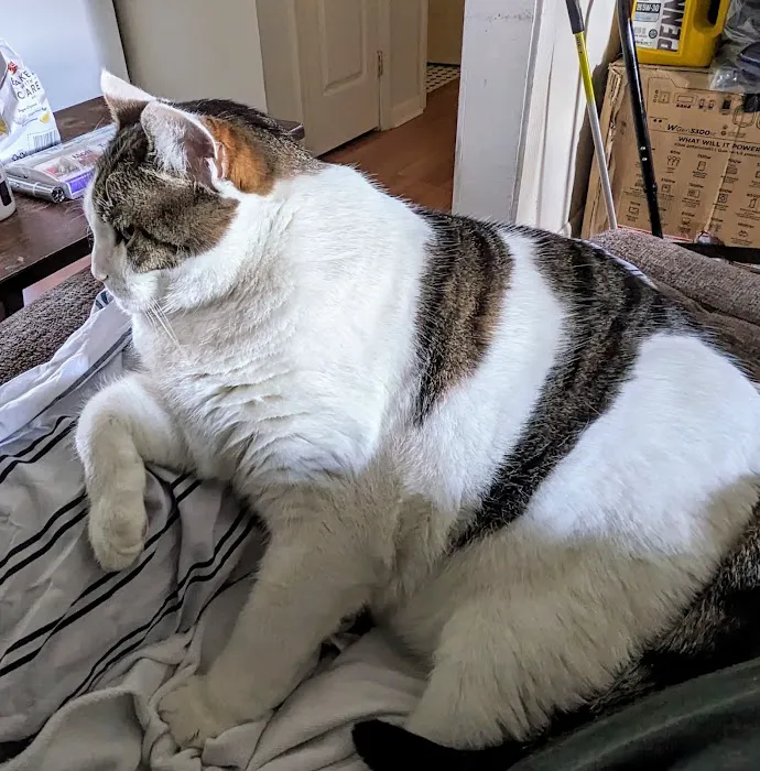 Finksburg Veterinary Center (Mobile/House calls) Picture 4
