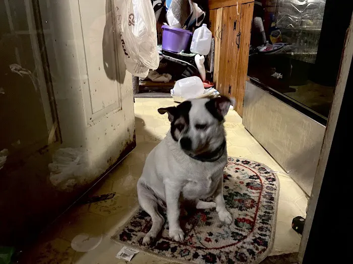 Finksburg Veterinary Center (Mobile/House calls) Picture 1
