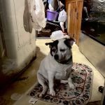 Finksburg Veterinary Center (Mobile/House calls)