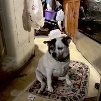 Finksburg Veterinary Center (Mobile/House calls) ico