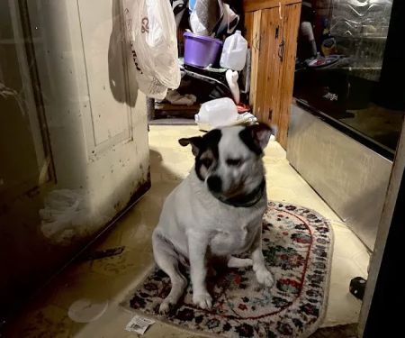 Finksburg Veterinary Center (Mobile/House calls)