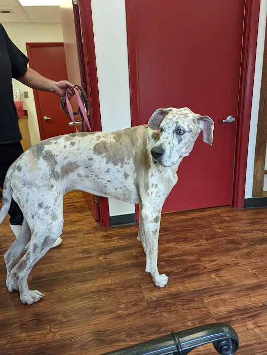 North Carroll Veterinary Services Picture 3