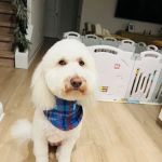 Pet Wants Greenville North