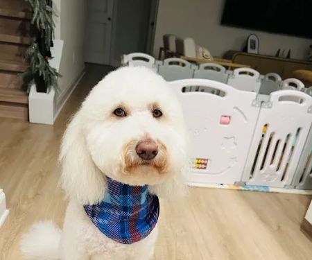 Pet Wants Greenville North
