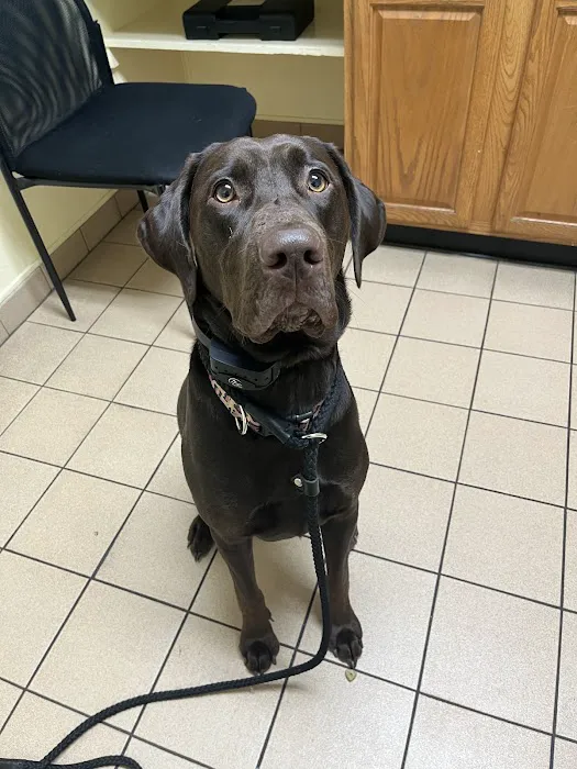 Chesapeake Veterinary Hospital Picture 7