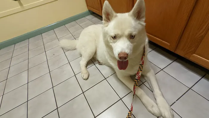 Chesapeake Veterinary Hospital Picture 1