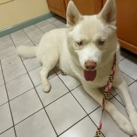 Chesapeake Veterinary Hospital ico