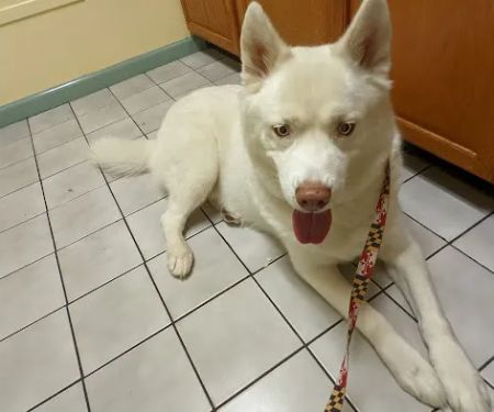 Chesapeake Veterinary Hospital