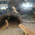 Petco