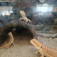 Petco ico